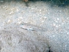 Bridled Goby (2